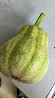 娱乐吃瓜酱属于什么